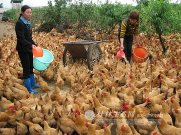 桂林禽类产品市场遇冷 销量价格双降，养殖户承压前行